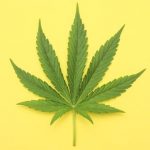 Where Marijuana Is Legal, Opioid Prescriptions Fall